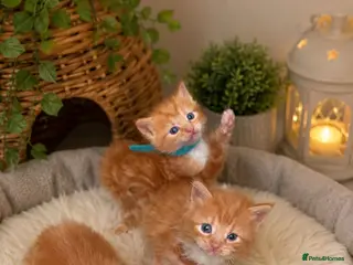 Maine Coon cats Main Coon - Advert 6