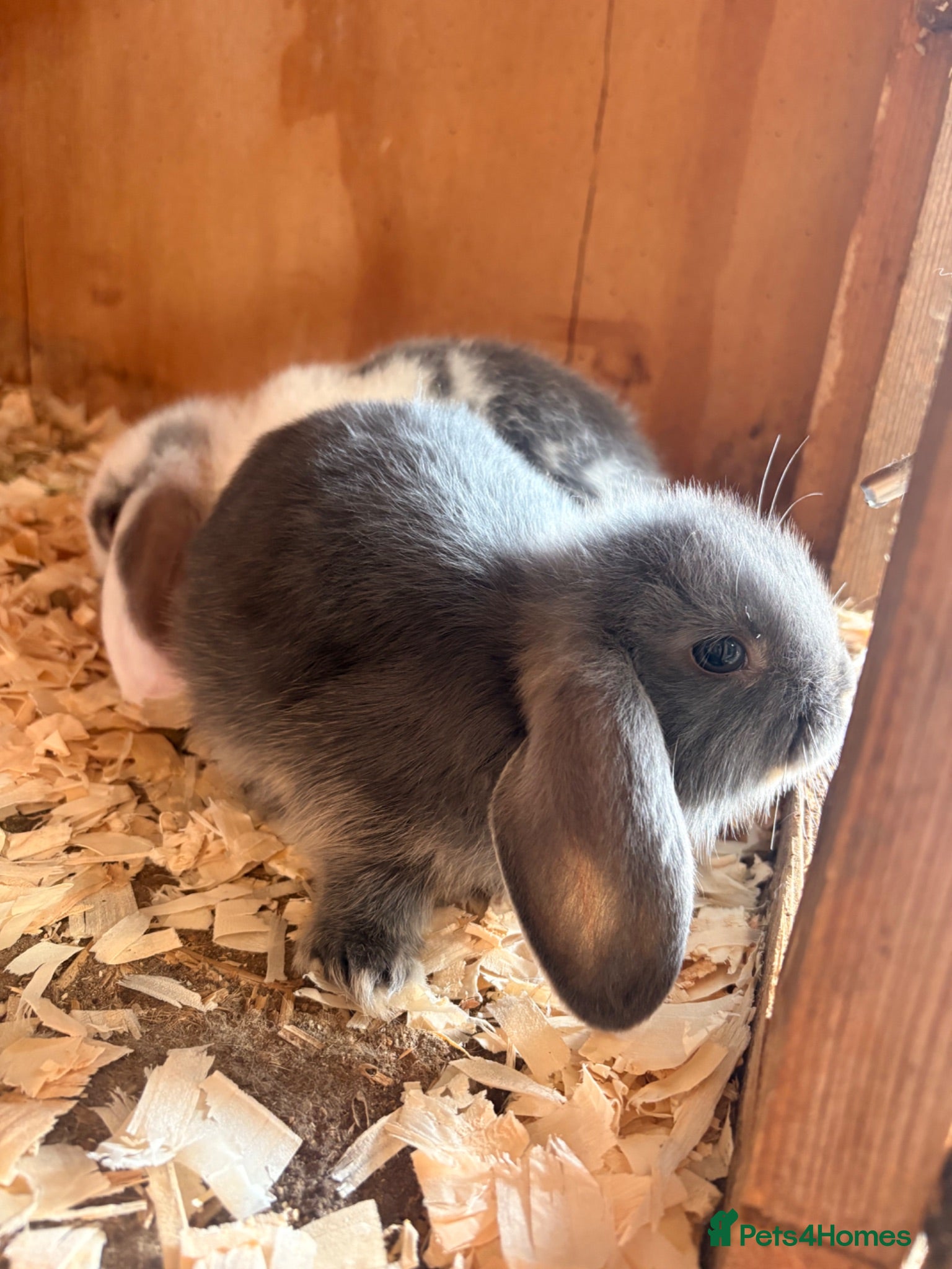 Mini Lop rabbits 1 Lovely Mini Lop Bunny! - Advert 7