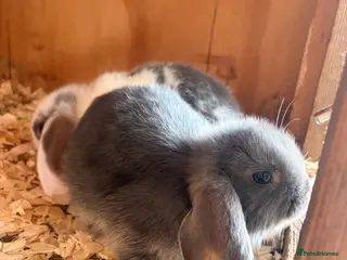 Mini Lop rabbits 1 Lovely Mini Lop Bunny! - Advert 3