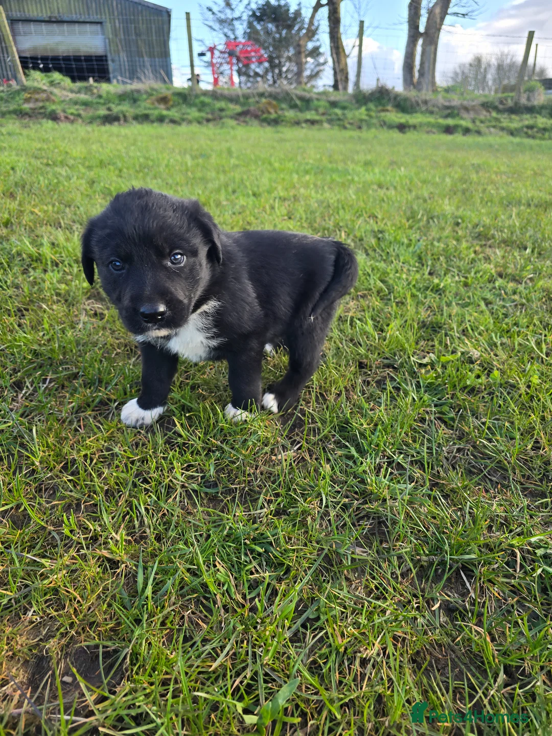 Borador dogs for sale: Borador pups - Advert 6