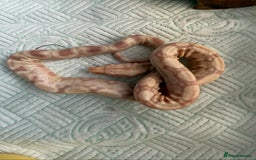 Boa Snake reptiles for sale: Sunglow Boas  - Image 5