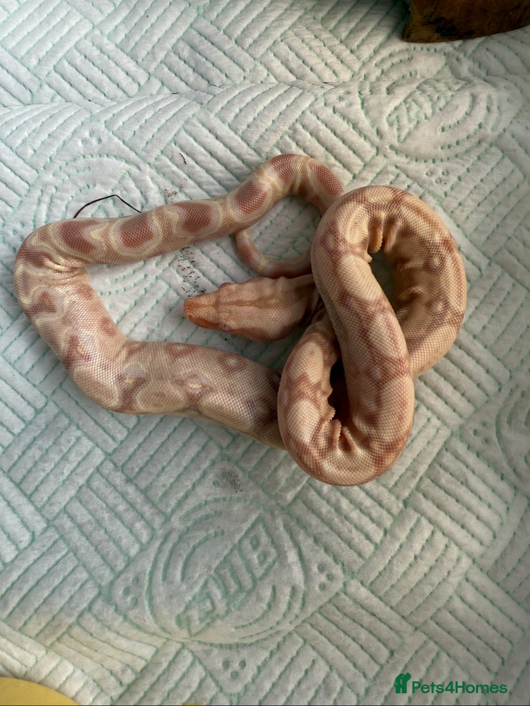 Boa Snake reptiles for sale: Sunglow Boas  - Image 5