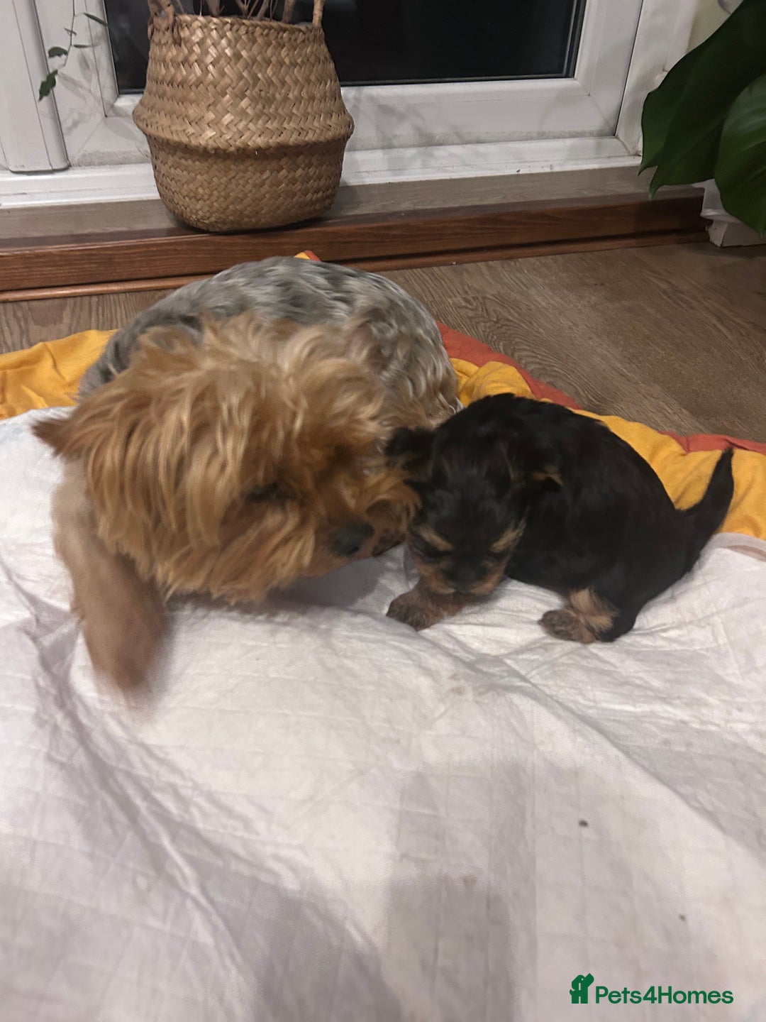 Yorkshire Terrier dogs for sale: Yorkishire Terrier puppy - Image 4