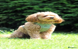 Cavapoo dogs for stud:  Toy cavapoo (proven stud) - Image 2