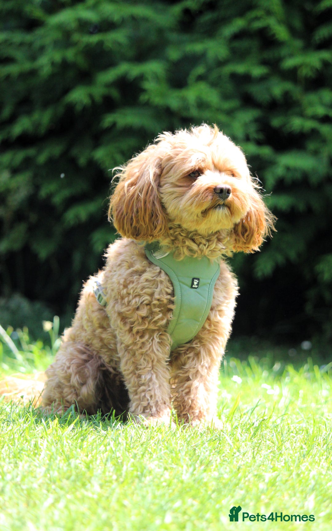 Cavapoo dogs for stud:  Toy cavapoo (proven stud) - Image 2