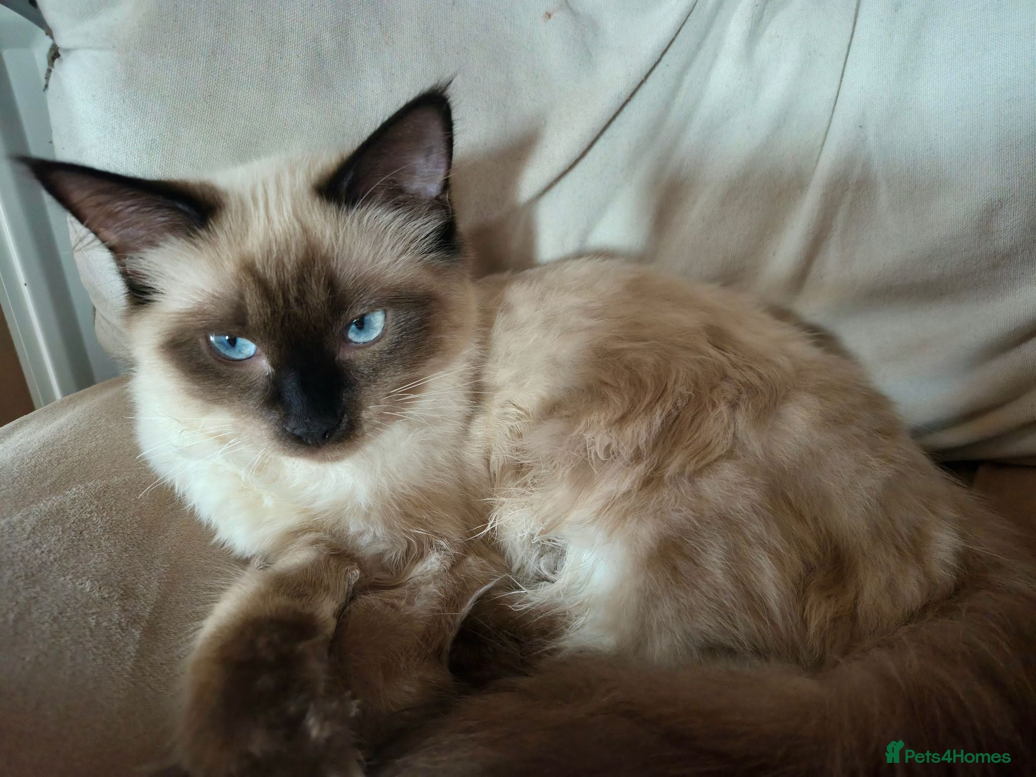 Ragdoll cats 1 gorgeous fluffy male ragdoll kittens - Advert 11