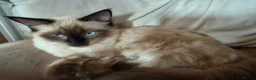 Ragdoll cats for sale: 1 gorgeous fluffy male ragdoll kittens - Advert 1