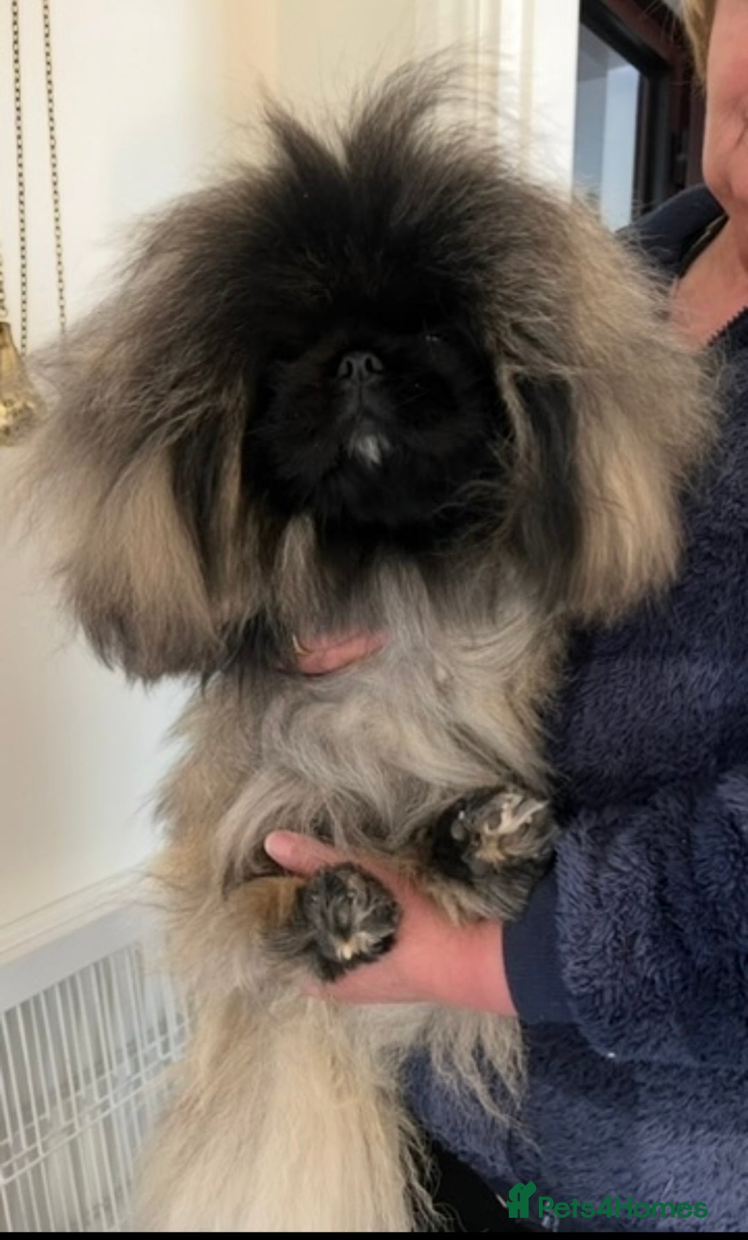 Pekingese dogs for sale: Gorgeous adult male and female  - Image 3