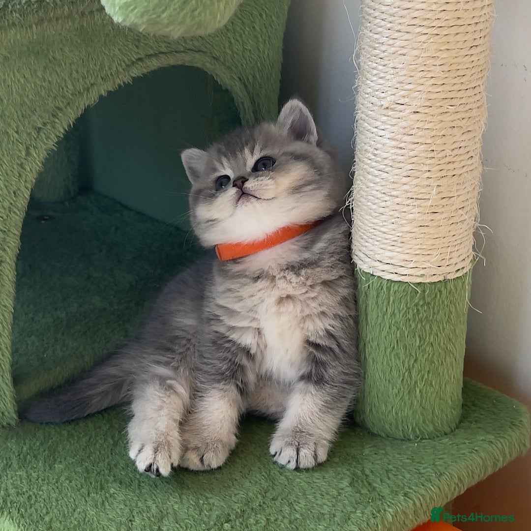 British Shorthair cats for sale: 3 GCCF British Shorthair Kittens– Champion Lines - Image 11