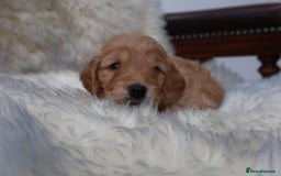 Cockapoo dogs for sale: 5*LICENSED BREEDER WATCH LIVE HEALTH TESTED PARENT - Image 15