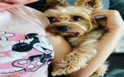 Yorkshire Terrier dogs for stud: Billy Boy  - Image 18