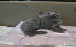 British Shorthair cats for sale: Beautiful BSH Kittens from the champion lines - Image 5