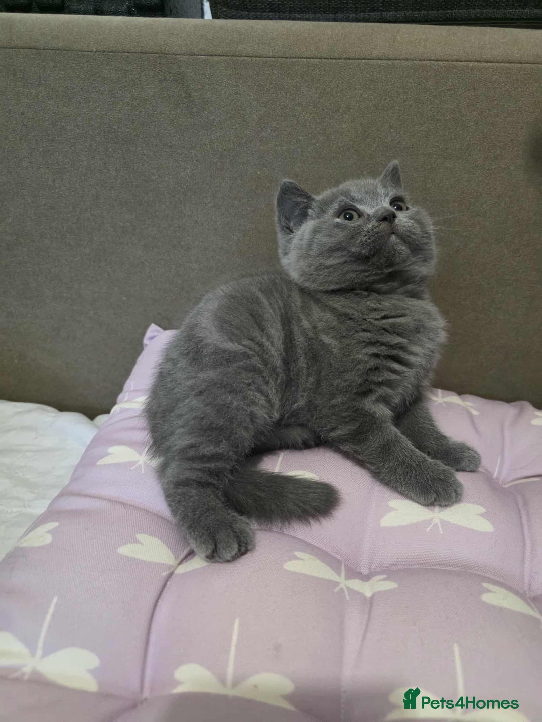 British Shorthair cats for sale: Beautiful BSH Kittens from the champion lines - Image 5