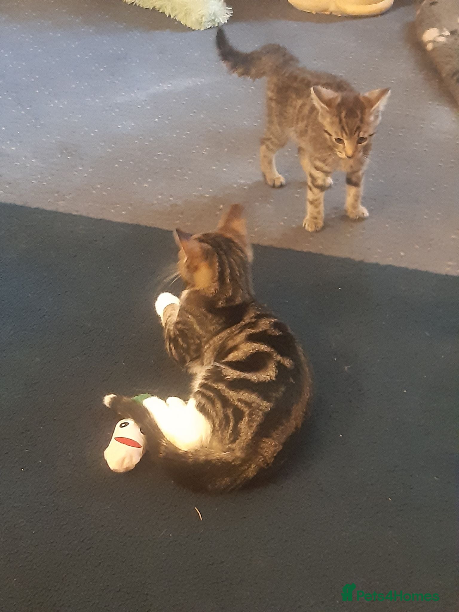 Mixed Breed cats 3 lovely boy kittens for adoption - Advert 2