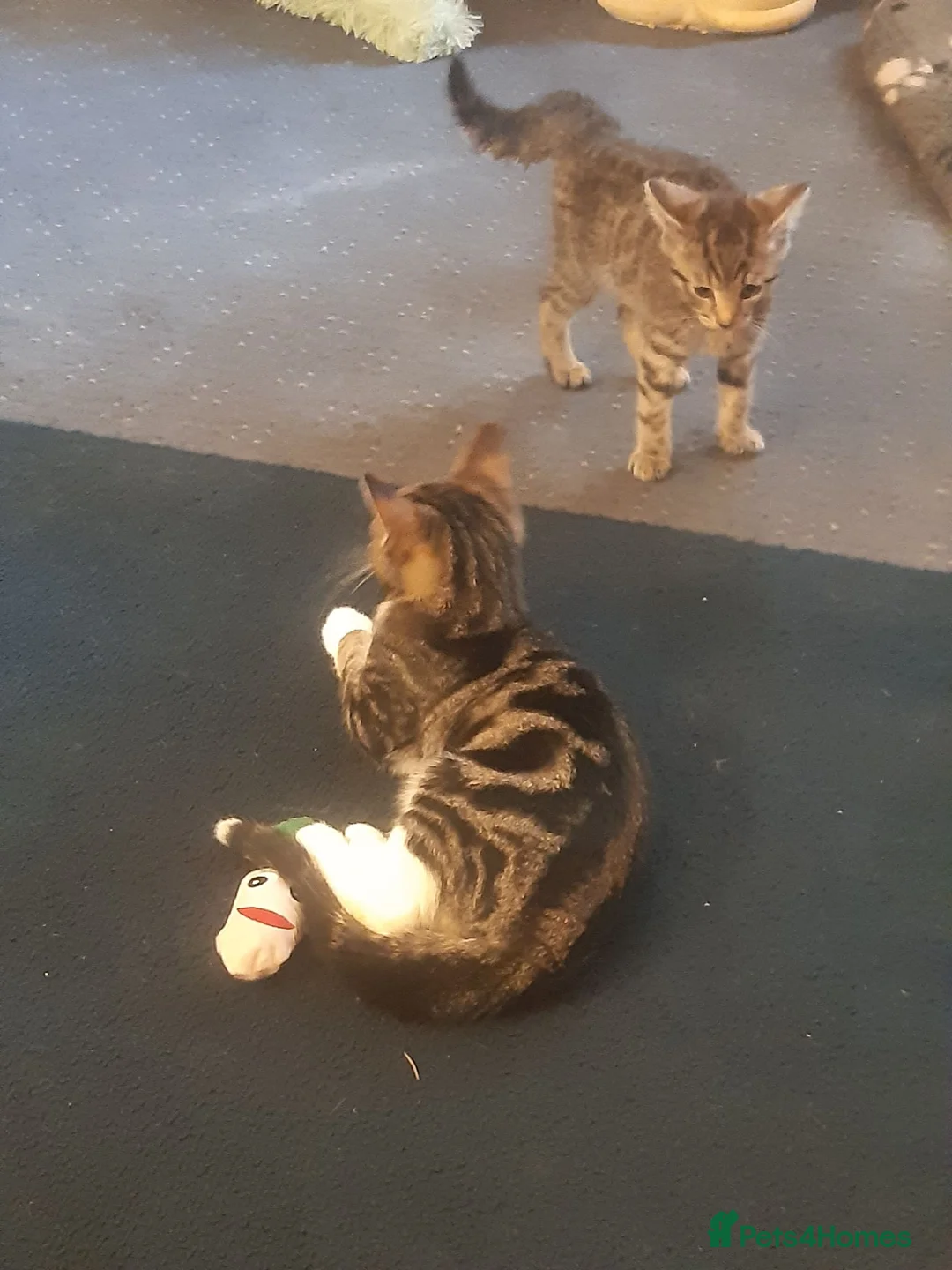 Mixed Breed cats for adoption: 3 lovely boy kittens for adoption - Advert 2