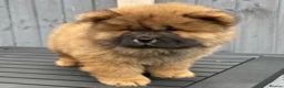Chow Chow dogs for stud: Mr Baloo Bear - Pedigree Stacked with Champs🏆 in Tipton - Advert 5