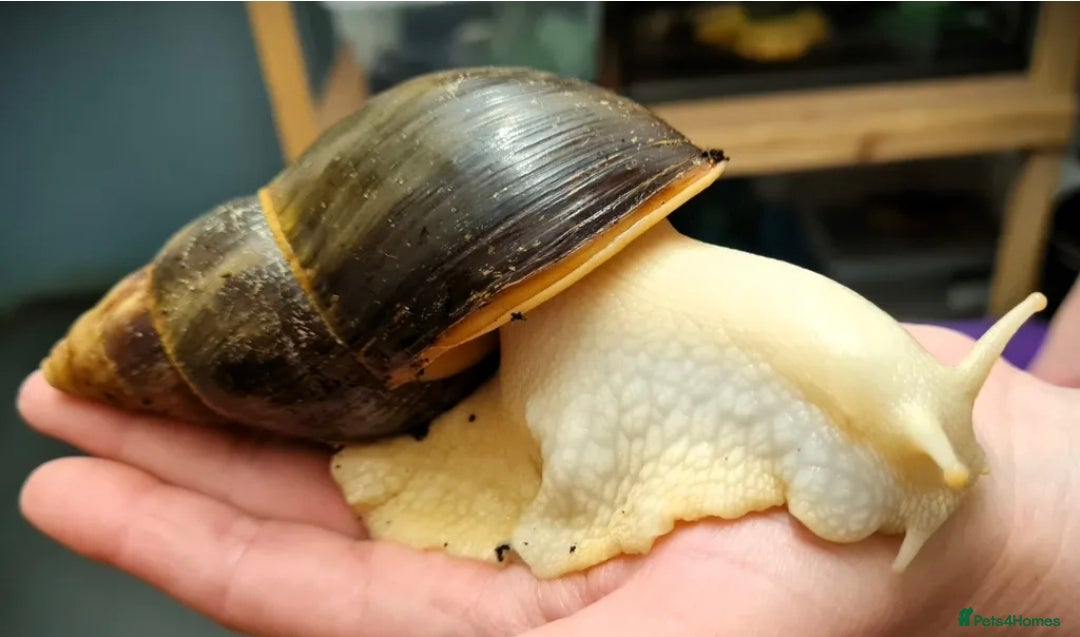 Mixed Breed reptiles Baby giant African land snail - Advert 1