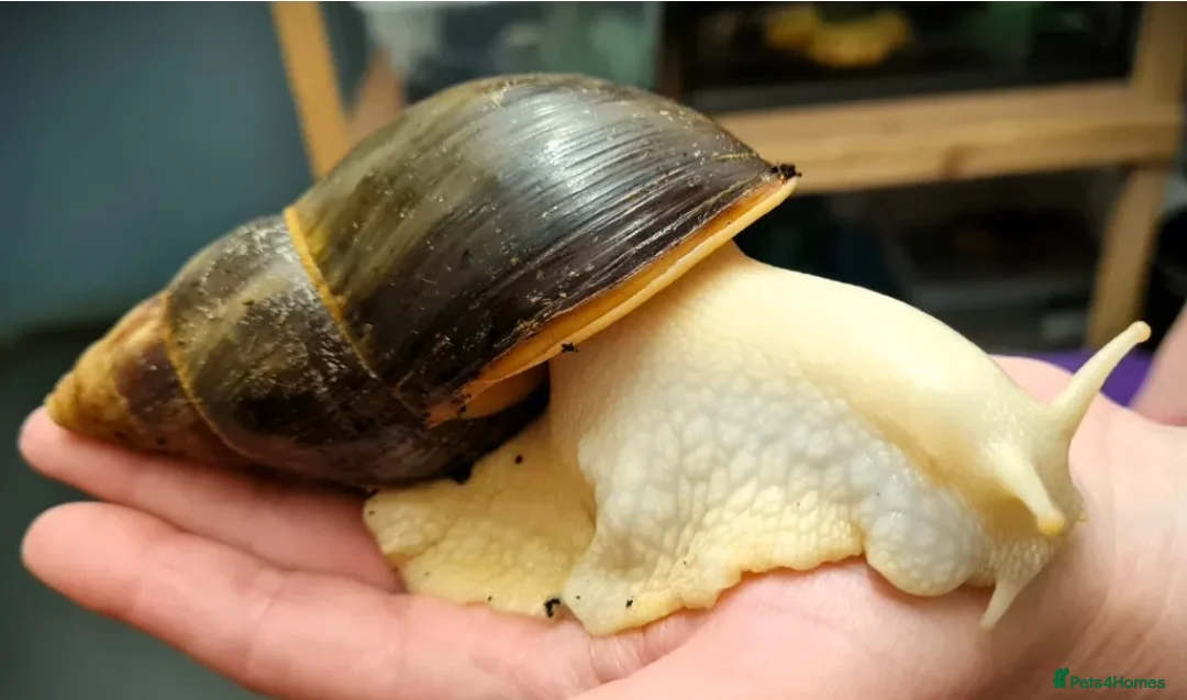 Mixed Breed reptiles for sale: Baby giant African land snail - Advert 1