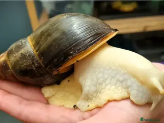 Mixed Breed reptiles Baby giant African land snail - Advert 1