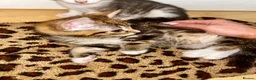 Domestic Shorthair cats for sale: 4 gorgeous male kittens 8weeks - Advert 5