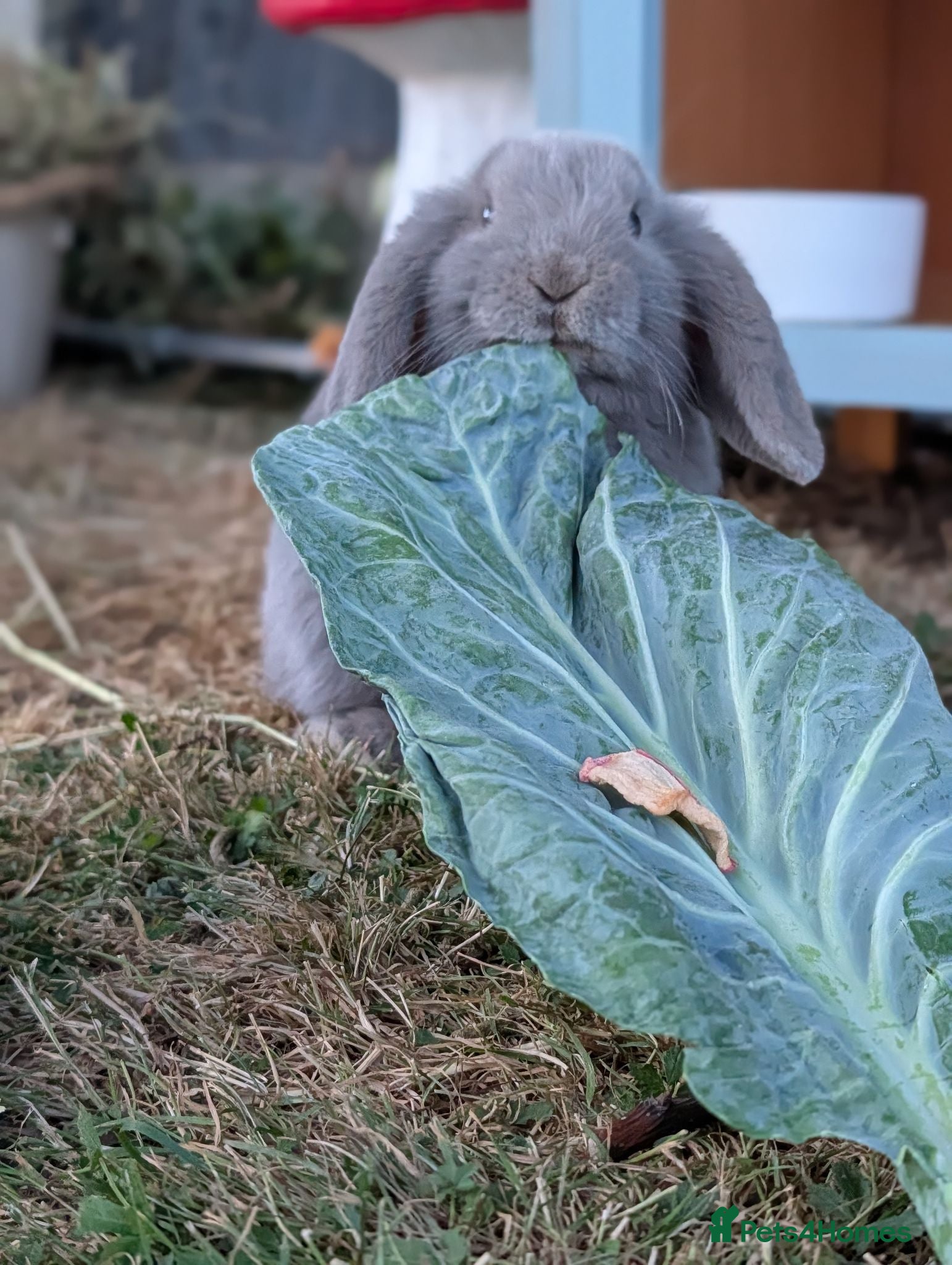 Mini Lop rabbits Kevin the baby bun! - Advert 3