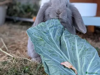 Mini Lop rabbits Kevin the baby bun! - Advert 9