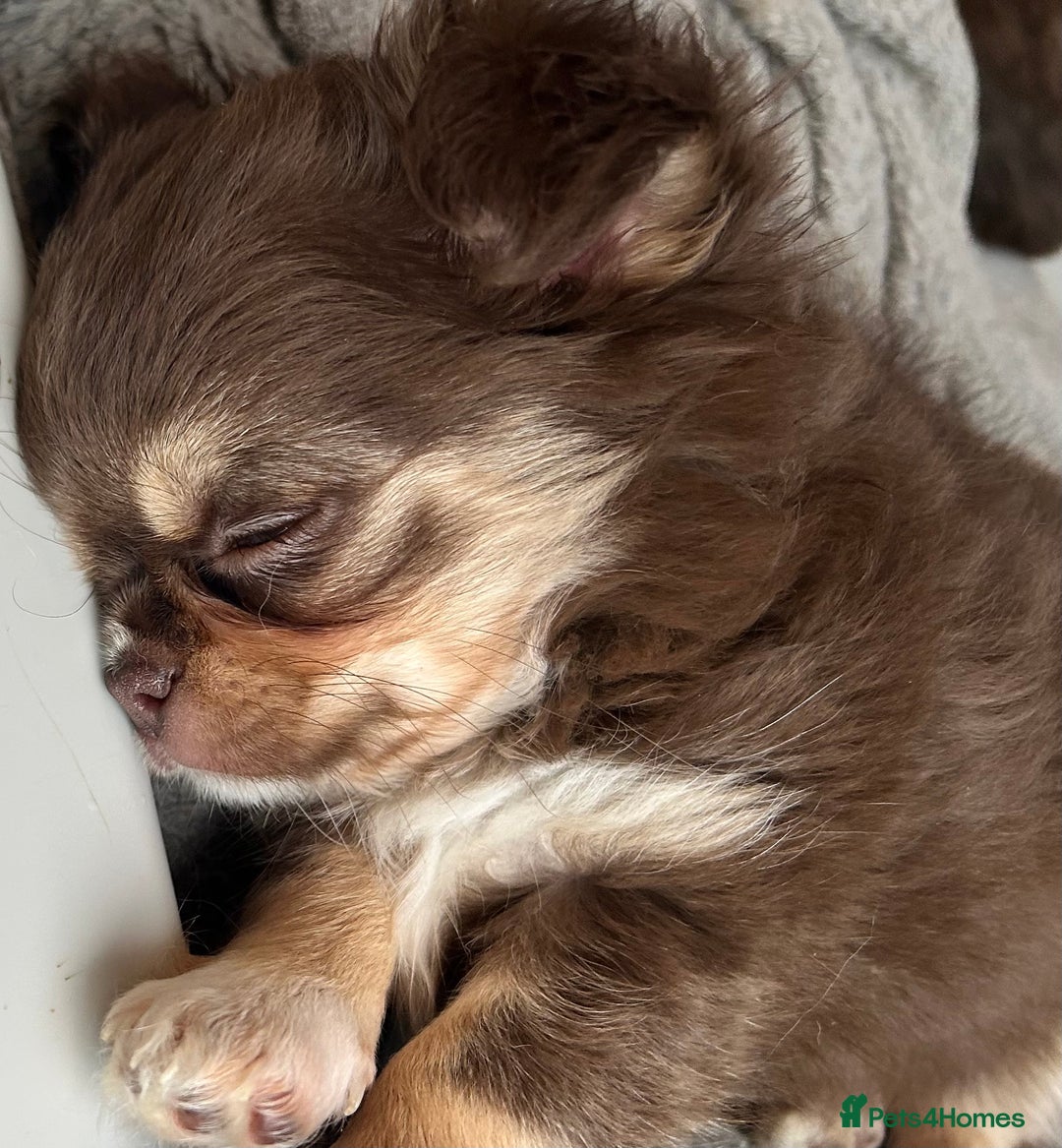 Chihuahua dogs for sale: Kc long haired female - Advert 4