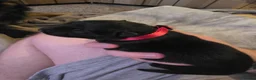 German Shepherd dogs for sale: Stunning German shepherd puppies outstanding litte - Advert 23