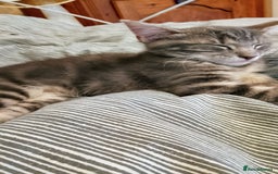 Mixed Breed cats for sale: Norwegian forest/black Bengal  - Image 7