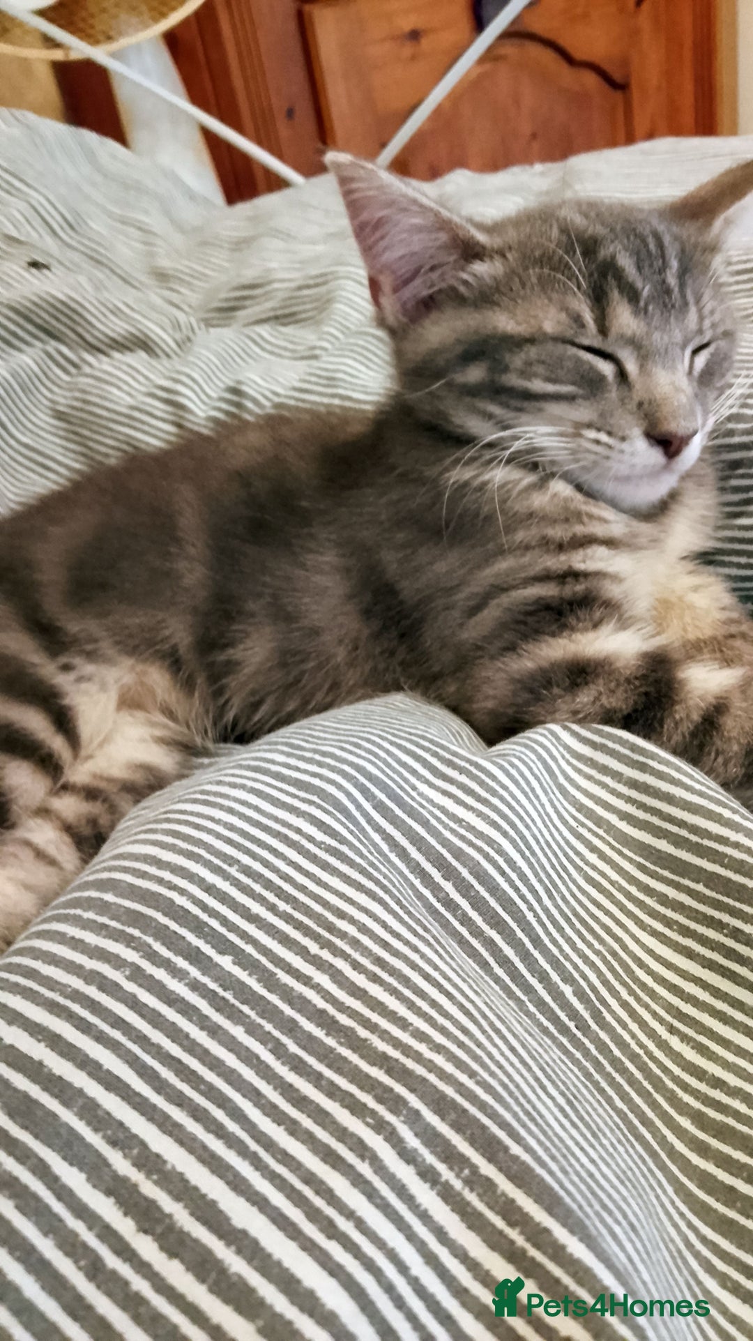 Mixed Breed cats for sale: Norwegian forest/black Bengal  - Image 7