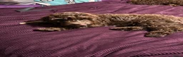 Cockapoo dogs for sale: Brown merle cockapoo  - Advert 4