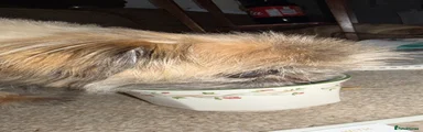 Mixed Breed 1