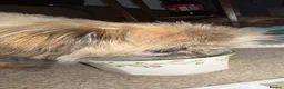 Mixed Breed dogs for sale: Dog for sale  in Ripley - Advert 3