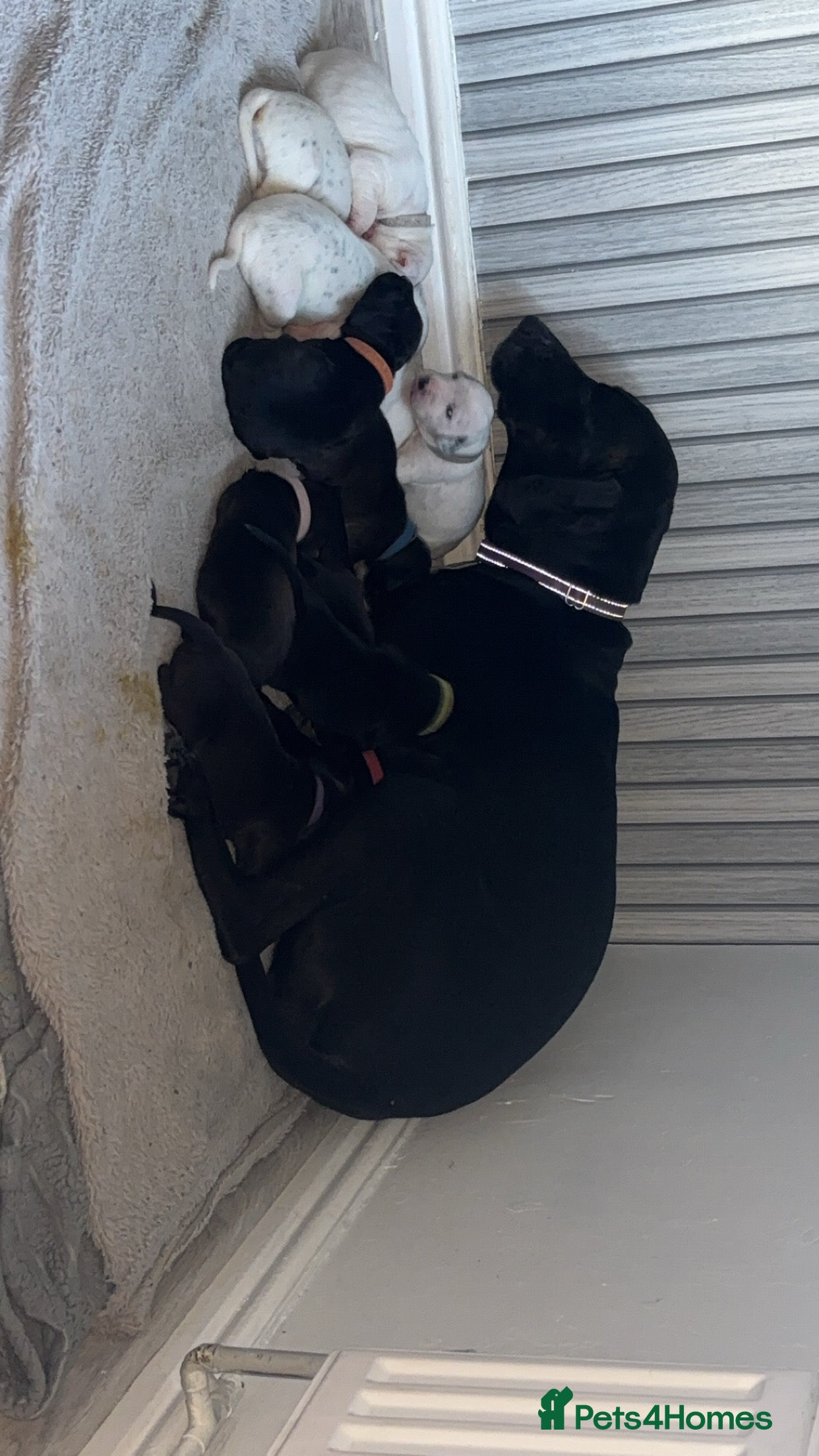 Mixed Breed dogs Dalmatian/Labrador cross staffy  - Advert 11