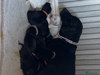 Mixed Breed dogs Dalmatian/Labrador cross staffy - Advert 11