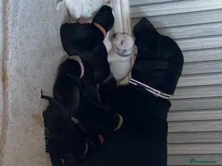 Mixed Breed dogs Dalmatian/Labrador cross staffy - Advert 8