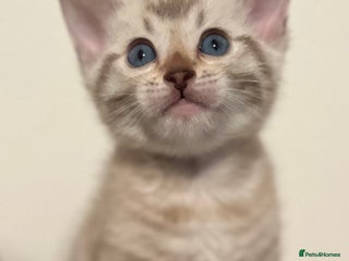 Bengal cats BIG BOY SNOW LYNX - Advert 16