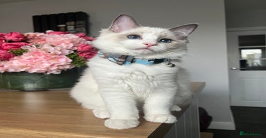 Ragdoll cats - Advert 13