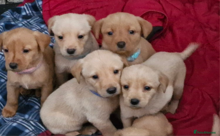 Labrador Retriever dogs - Advert 9