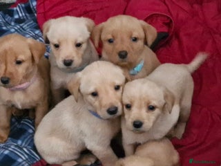 Labrador Retriever dogs - Advert 27