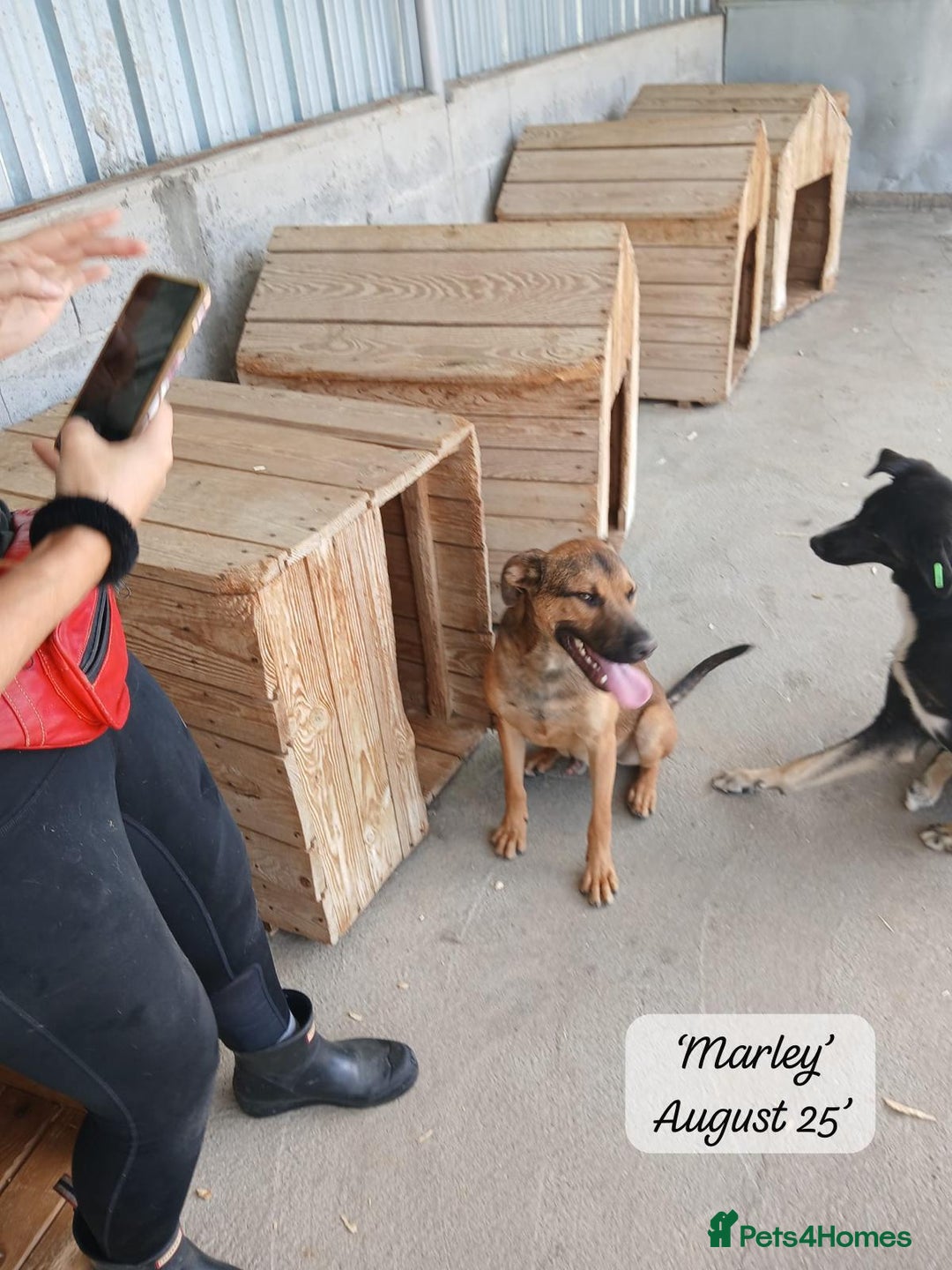 Mixed Breed dogs for adoption: Marley, approx 7 months. Available for adoption. - Image 6