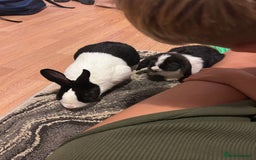 Mini Lop rabbits for sale: Male and Female bunny pair for sale  - Image 2