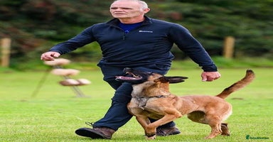 Belgian Shepherd Dog dogs - Advert 9