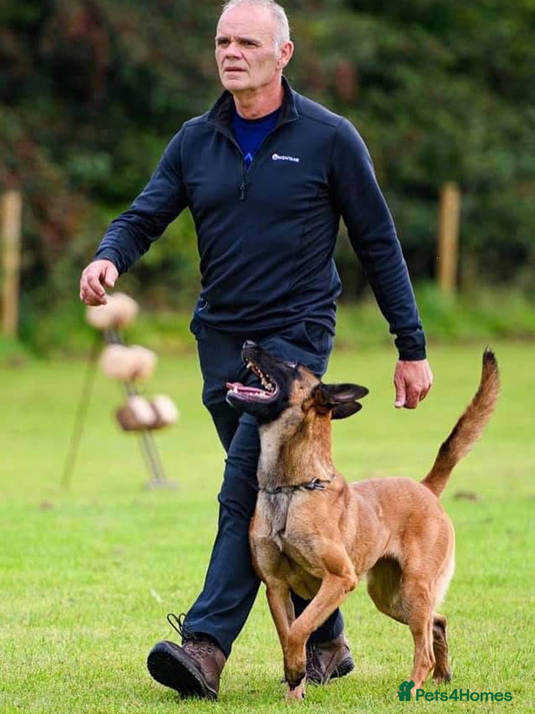 Belgian Shepherd Dog dogs for stud: Stunning Malinois Stud Dog - Image 3