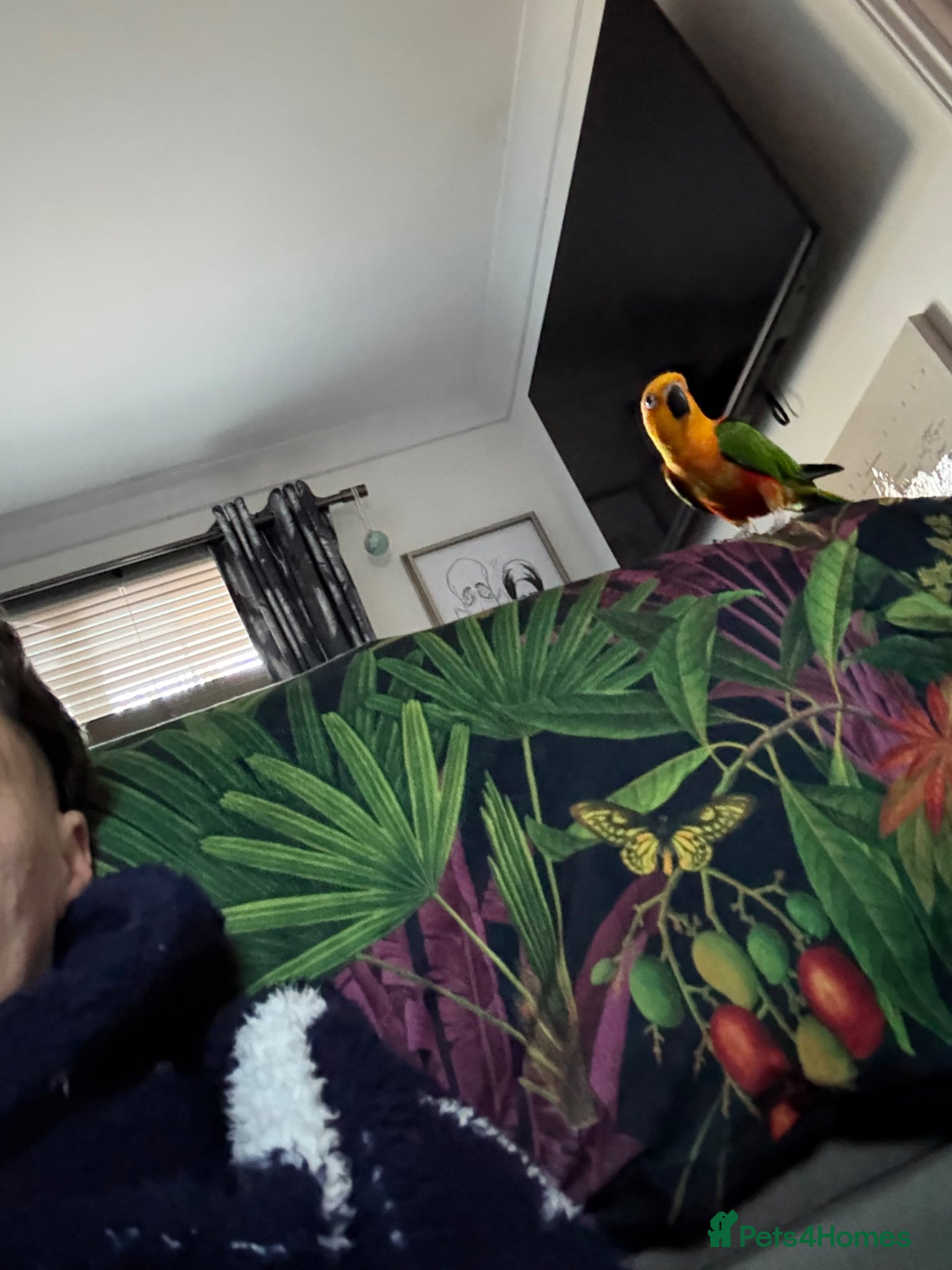 Conures birds Jenday Conure - Advert 1