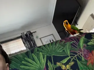 Conures birds Jenday Conure - Advert 1