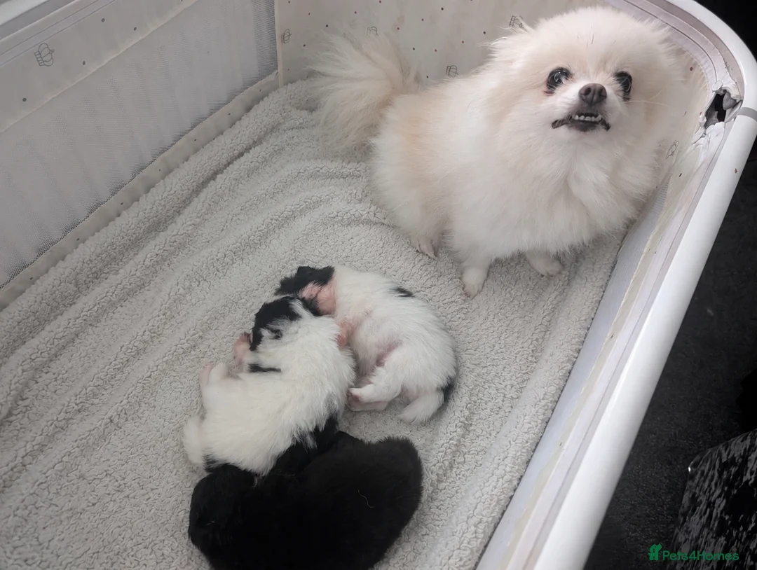 Pomeranian dogs for sale: Gorgeous KC Pomeranians  in Preston - Advert 4