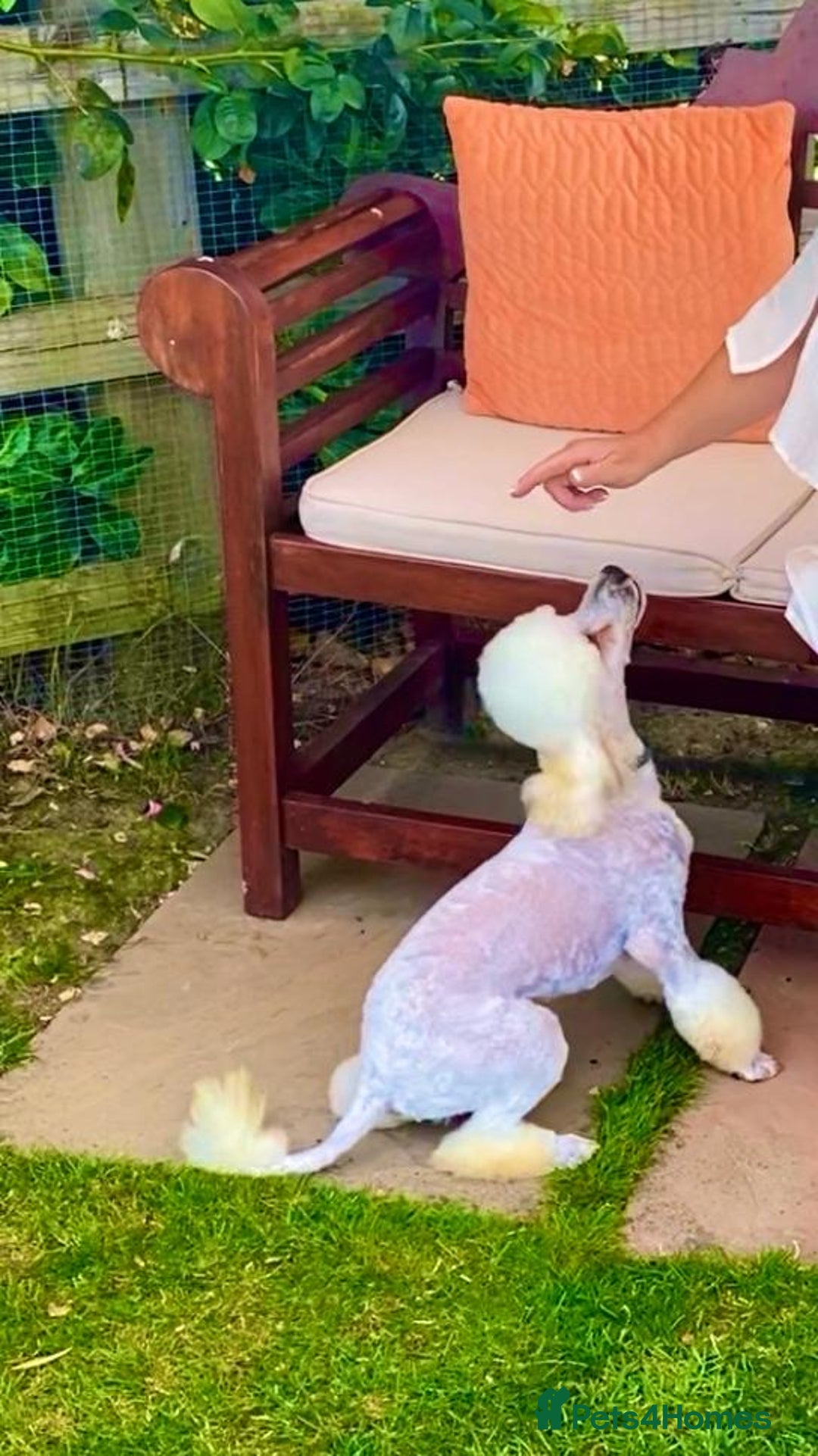 Yorkiepoo dogs for sale:  We go We - Advert 10