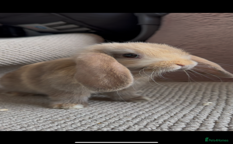 Mini Lop rabbits - Advert 7