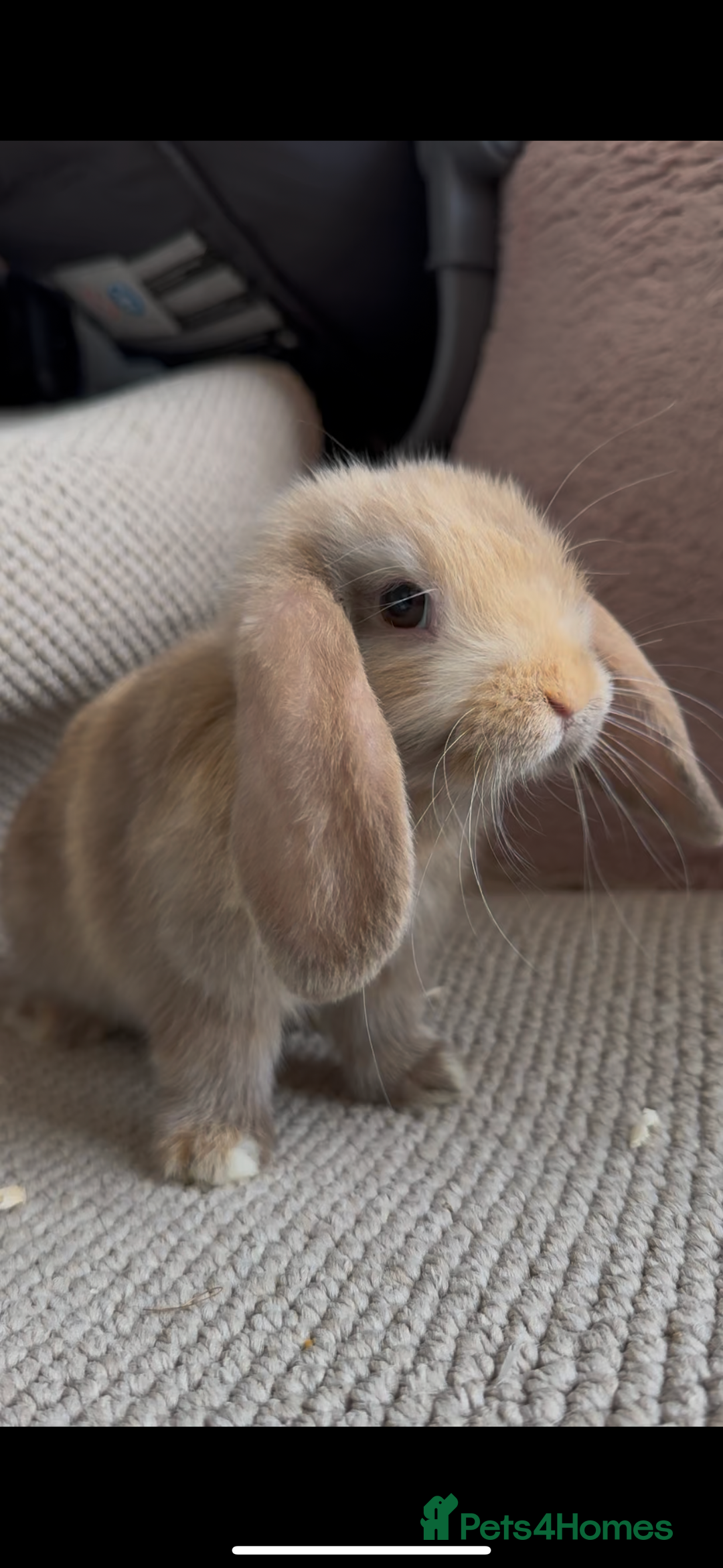 Mini Lop rabbits for sale: ⭐️Vm chocolate harlequin boy mini lop ⭐️ - Image 1